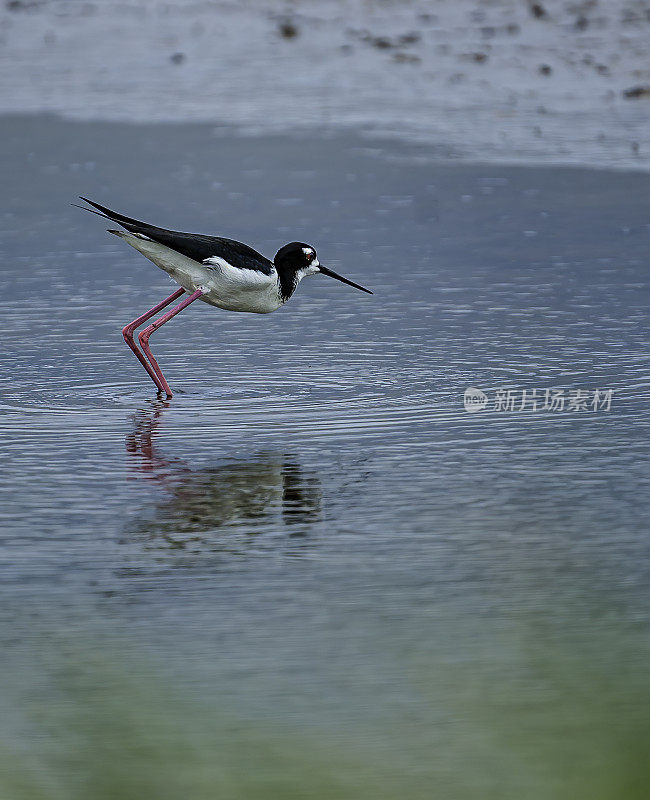 夏威夷高跷或夏威夷黑颈高跷，墨西哥高跷或夏威夷高跷。由于栖息地的丧失和可能引入的捕食者，夏威夷的种群濒临灭绝。Kealia Pond国家野生动物保护区，毛伊岛，夏威夷